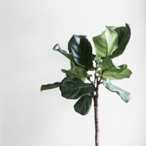 Fiddle Leaf Fig
