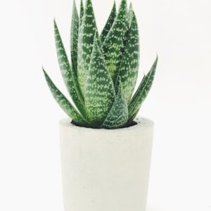 Snake Plant (Sansevieria)